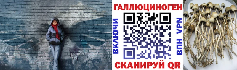 даркнет телеграм  Сим  Псилоцибиновые грибы Cubensis 
